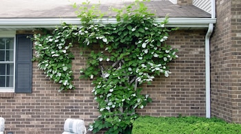 Una planta de hojas verdes y blancas crece en un enrejado de madera junto a una pared exterior de ladrillo y una ventana.