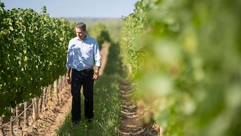 “Nuestra vendimia es larga y