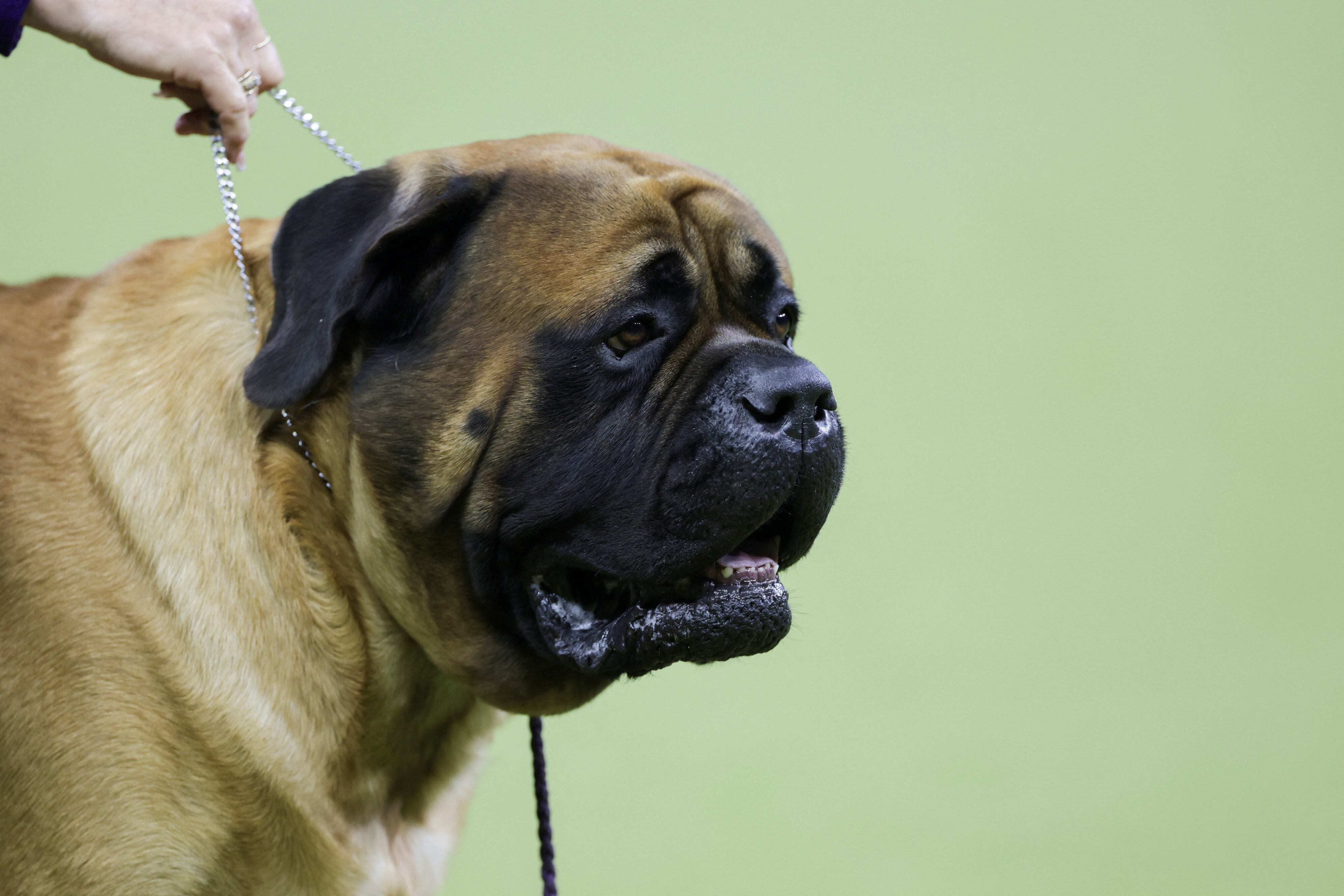 Bullmastiff (Reuters)