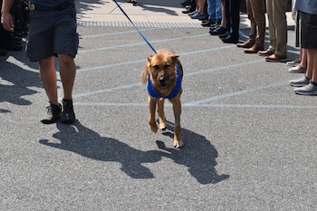 Se espera que el perro