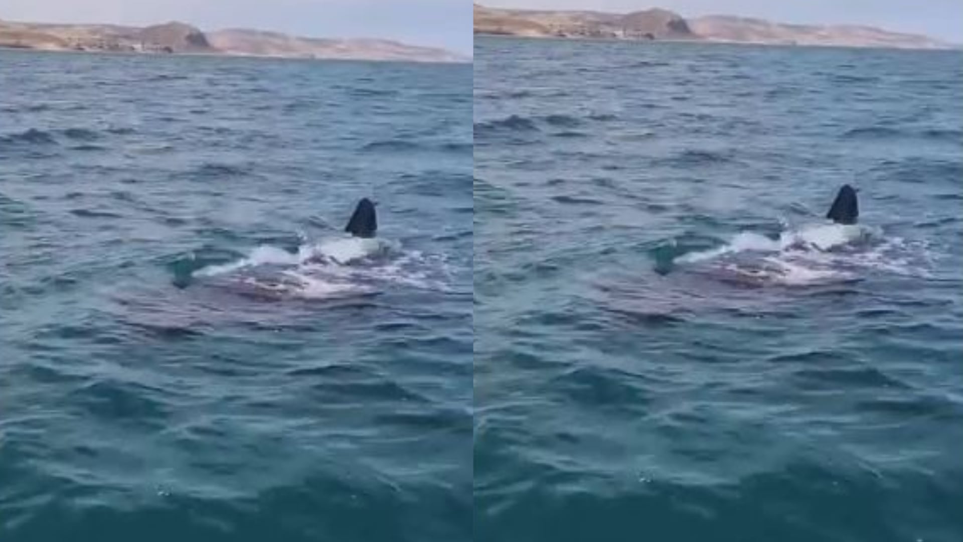Tiburón ballena de seis metros sorprende frente a Los Órganos: así fue captado durante un recorrido turístico en Piura