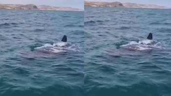 Tiburón ballena de seis metros sorprende frente a Los Órganos: así fue captado durante un recorrido turístico en Piura