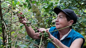 Caficultoras colombianas sueñan con conquistar