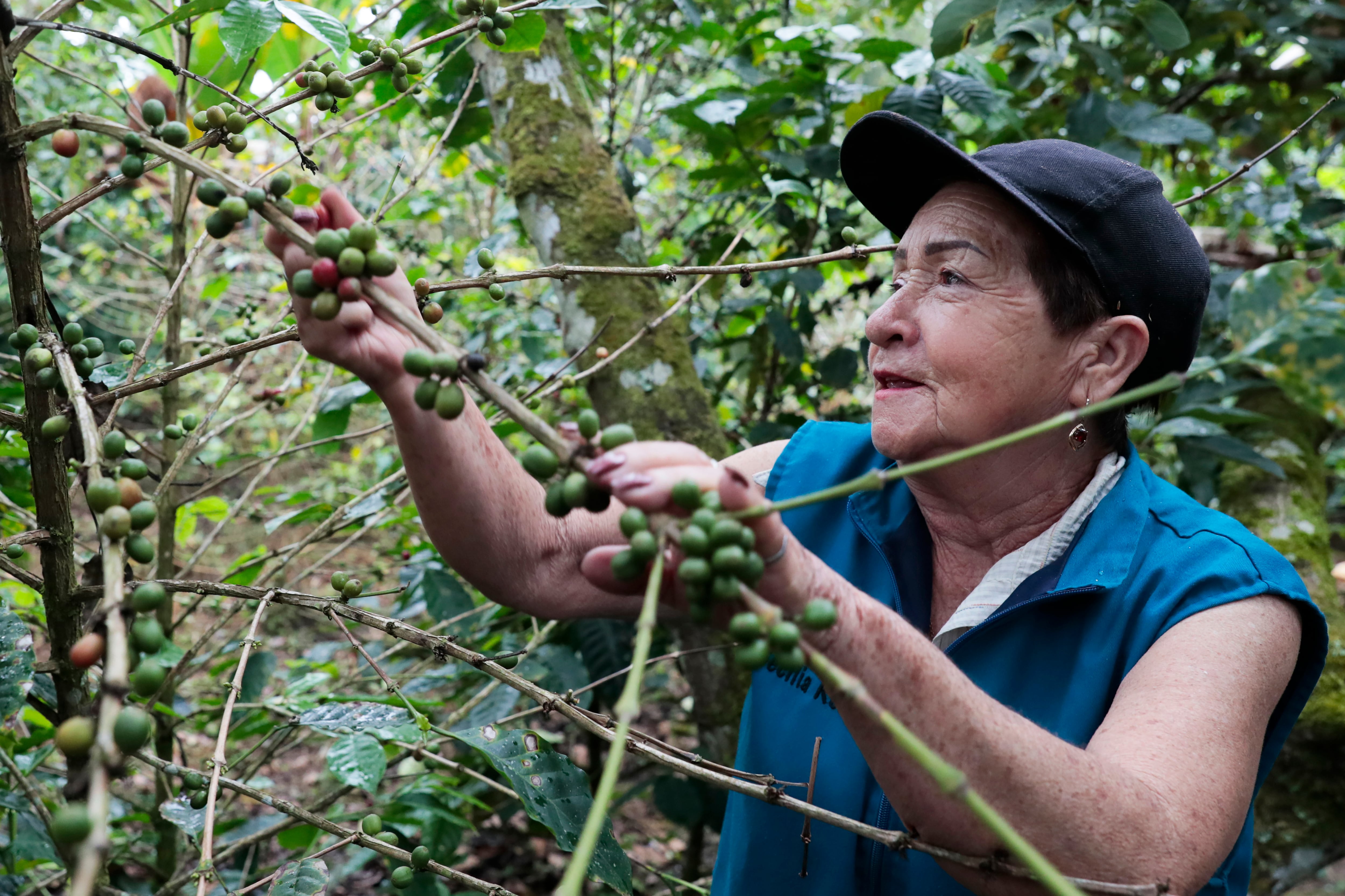 Caficultores se alistan para El Niño y nuevo Gobierno: exportaciones cayeron 18 %