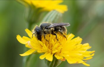 Especies como colibríes, abejas, aves,