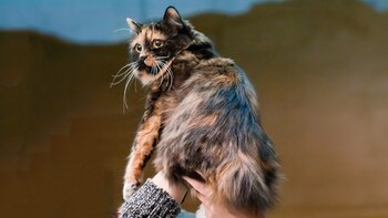 Los gatos cymric se caracterizan