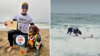 Un labrador se convirtió en