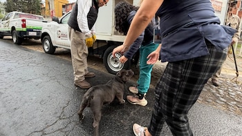 Rescate de 11 perros que