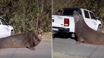 Sorpresa en Ensenada por la aparición de un elefante marino que cortó el tránsito por horas