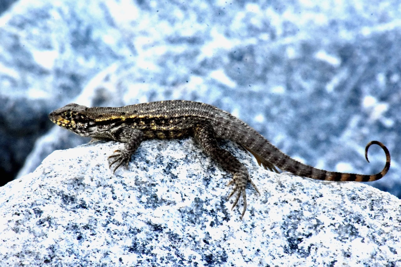 Introducido como medida de control biológico, el lagarto de cola rizada compite por espacio y alimento con especies nativas (Fort Zachary Taylor State Park)