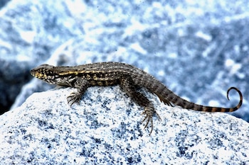 Lagarto de cola rizada del norte con piel escamada marrón y amarilla sobre una roca gris con textura granular. Su cola termina en espiral