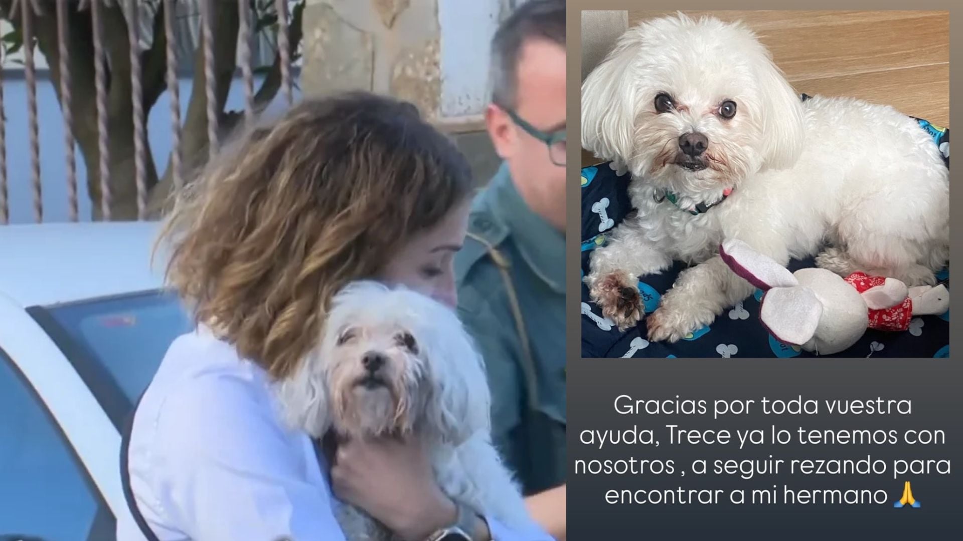 Trece, el perro rescatado junto a la mujer del hombre desaparecido. (El Tiempo Justo // Redes Sociales)