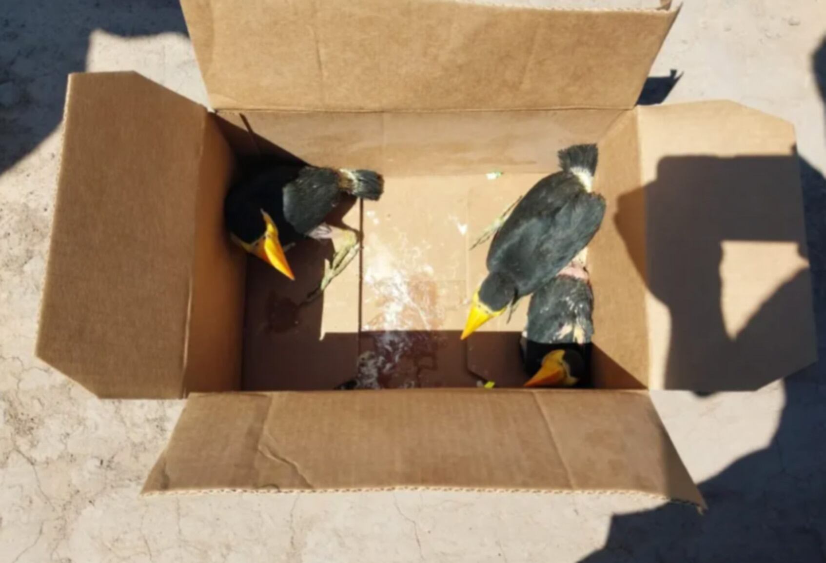 La caja con tres tucanes de apenas 15 días que el detenido iba a vender engañado por la Policía Rural de Resistencia (Diario Chaco)