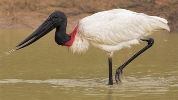 Costa Rica confirmó nueve nidos activos de jabirú y el nacimiento de 19 pichones en 2026