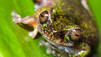 “Rana de las nacientes”: Conoce la nueva especie de anfibio descubierta por científicos de Costa Rica