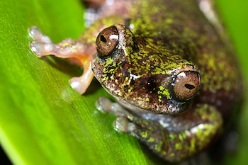 Rana del nacimiento, nueva especie de anfibio descubierta en Costa Rica