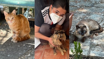 Los voluntarios de Robledo de Chavela han alimentado a los gatos del municipio durante la emergencia por el incendio de Madrid. (Cedidas)