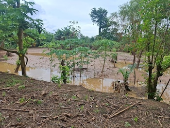 Vista de un jardín o campo con árboles y plantas verdes, donde el suelo está cubierto por una capa de agua turbia y lodo, reflejando el cielo nublado