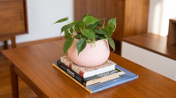 Planta verde en maceta rosa sobre tres libros apilados encima de una mesa baja de madera, con muebles al fondo.