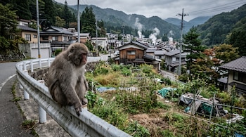 Macaco japonés sobre una valla metálica junto a una carretera, con un huerto, casas de madera y colinas con vapor de fondo.