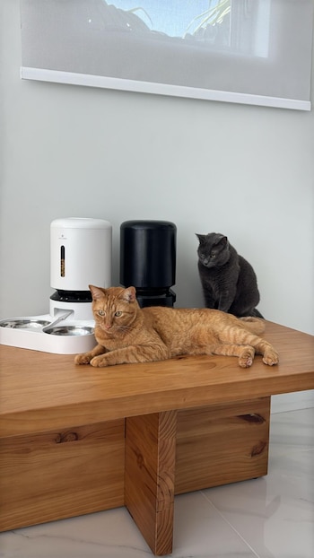 Antes de comprar un comedero