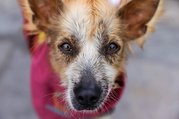 Los perros son los animales de compañía con mayor presencia en los hogares peruanos: forman parte del 52,2% de las viviendas del país, según el estudio.