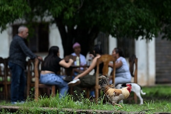 Un gallo camina frente a