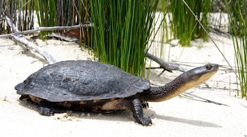 Tortuga de cuello largo del norte con caparazón oscuro y cuello largo, sobre arena clara frente a plantas verdes altas y ramas secas.