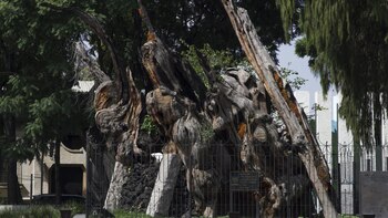 Dónde está el verdadero Árbol