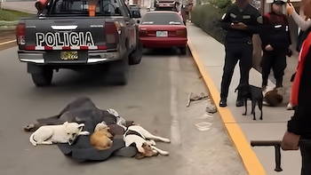 Un vehículo policial, tres perros recostados sobre un bulto cubierto en la pista y oficiales de policía sobre la acera