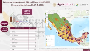 gusano barrenador reporte 28 de mayo Senasica