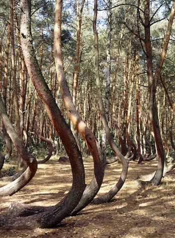 El Krzywy Las es una