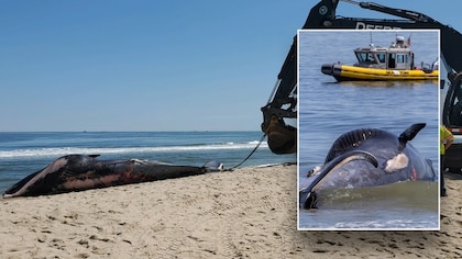 Un crucero atracó en el puerto de Nueva York con una ballena gigante muerta atrapada en la proa 