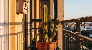 Un cactus grande en una