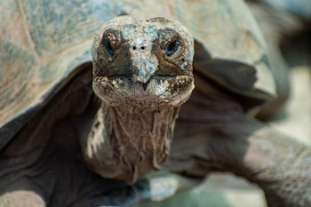 Tortuga Gigante de Galápagos (Ministerio