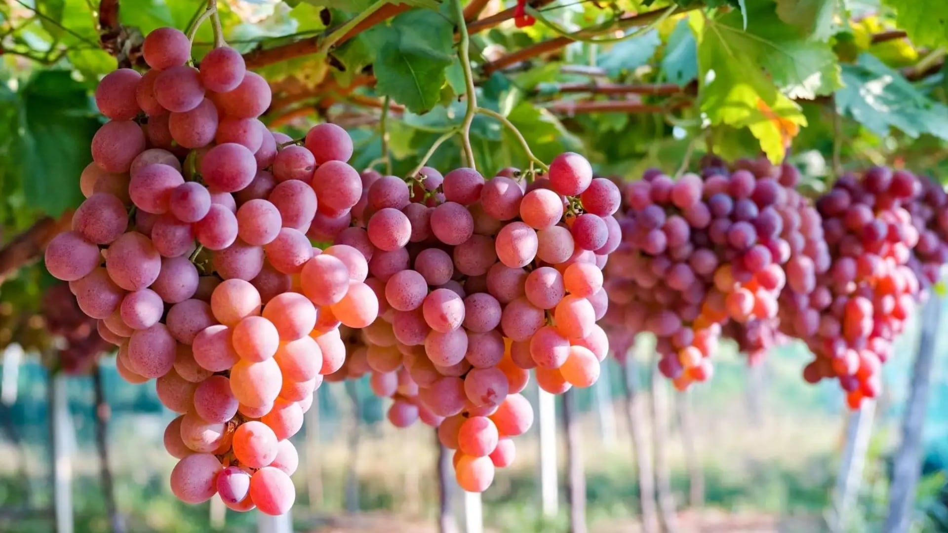 En 2025, las ventas externas de frutas y hortalizas superaron los USD 8.104 millones y alcanzaron destinos en más de 130 mercados internacionales. Foto: Andina