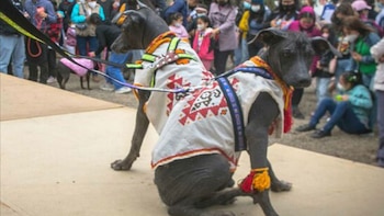 Gracias a esfuerzos de conservación,