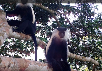 La fauna oculta de la cuenca del Congo