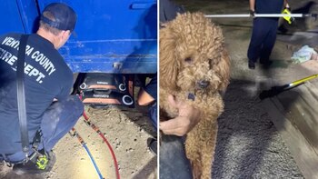 Un goldendoodle llamado Finn quedó