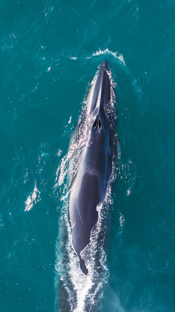 El avistamiento de la especie