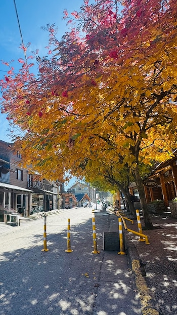 Calle arbolada con follaje amarillo y rojizo de otoño, edificios de estilo rústico a los lados y vallas amarillas y blancas en la acera