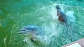 Podría desaparecer los espectáculos de