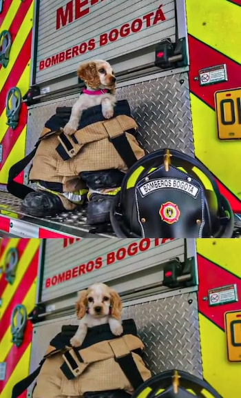 Sus cuidadores la consideran como