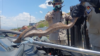 Boa constrictor es hallada dentro de un carro en depósito de chatarra en Honduras