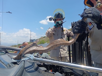 Bomberos utilizaron equipo especializado para capturar al reptil sin poner en riesgo a los presentes. (FOTO: La Tribuna)