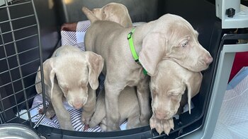 Viajar con animales representa un