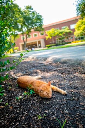 Remy ha trascendido su reputación
