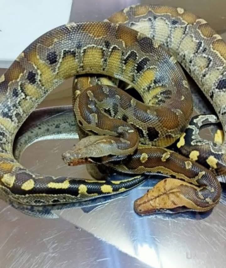 Las serpientes fueron enviadas al Centro Anaconda de Mendoza