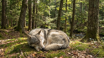 Un lobo gris dormido y acurrucado en el suelo cubierto de musgo y hojas secas, rodeado de árboles altos en un bosque iluminado por el sol.