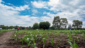 La UNTA advirtió que la revisión anual del T-MEC genera incertidumbre para el campo mexicano, al dificultar la planeación, la inversión y la competitividad de los productores frente a un entorno comercial cada vez más exigente con Estados Unidos.